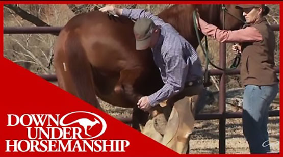 Stop Horse from Kicking