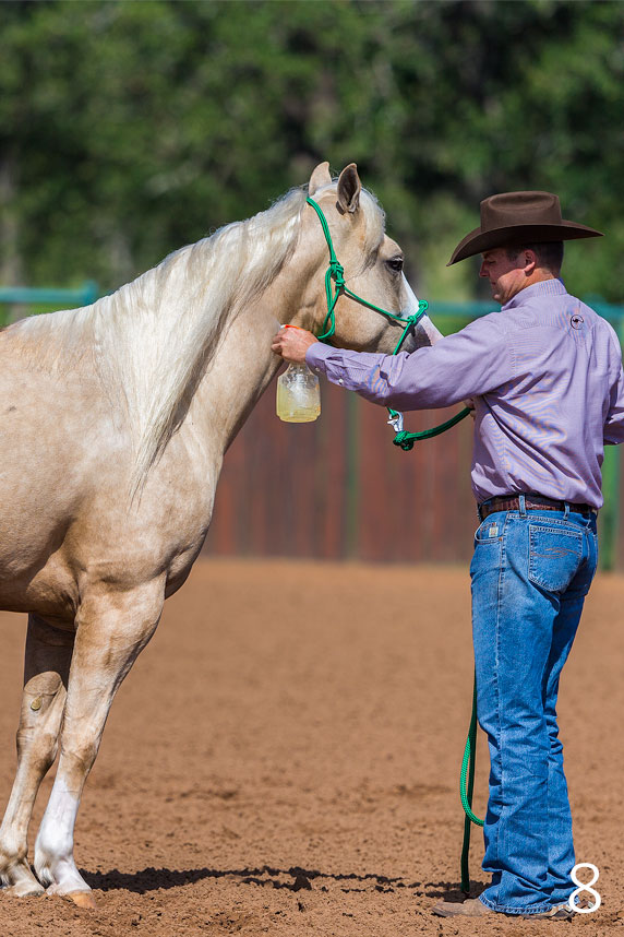 Applying Fly Spray to Other Part of Horse