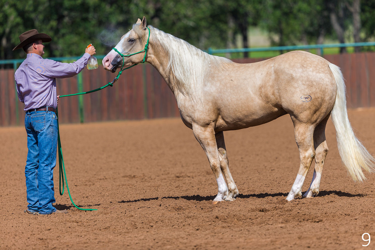 Desensitize Horse's Head to Fly Spray