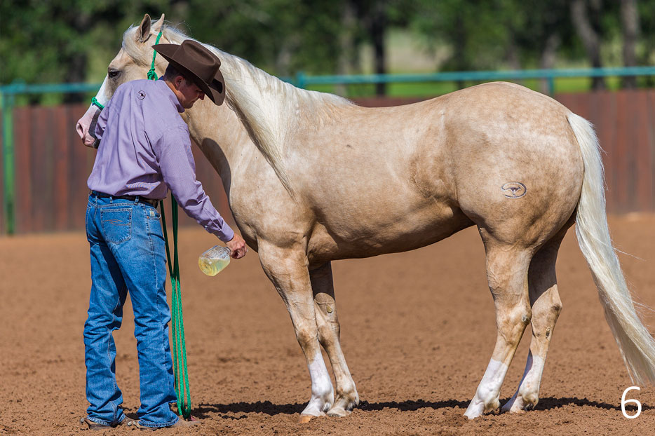 Desensitize Horse's Legs to Fly Spray