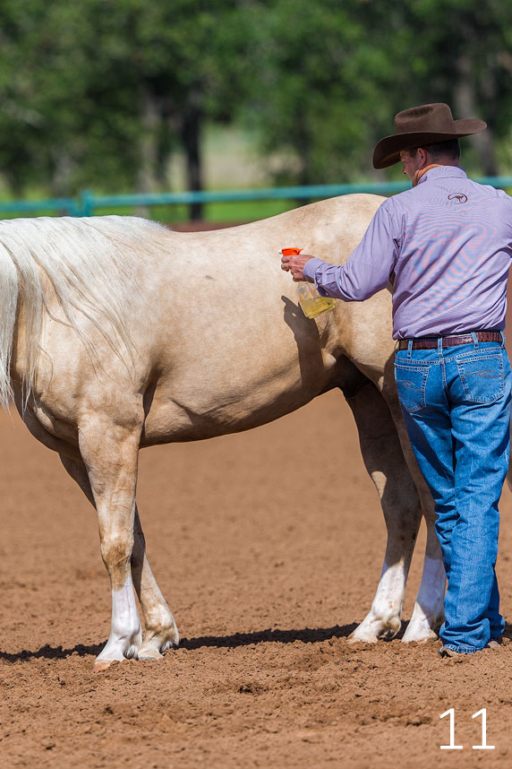 Horse that is Desensitized to Fly Spray