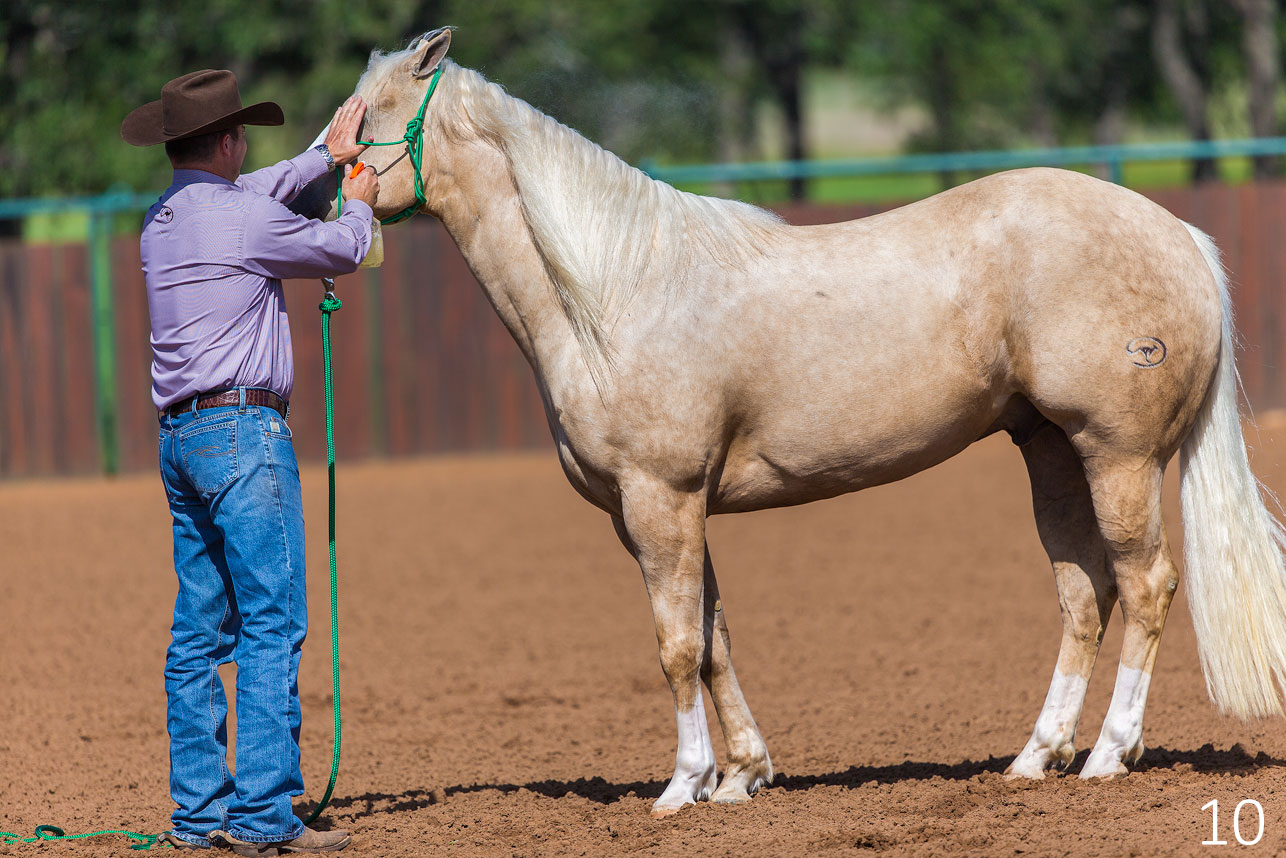 Shield Horse's Eyes to Fly Spray