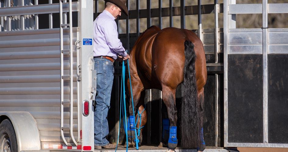Back Horse off Trailer