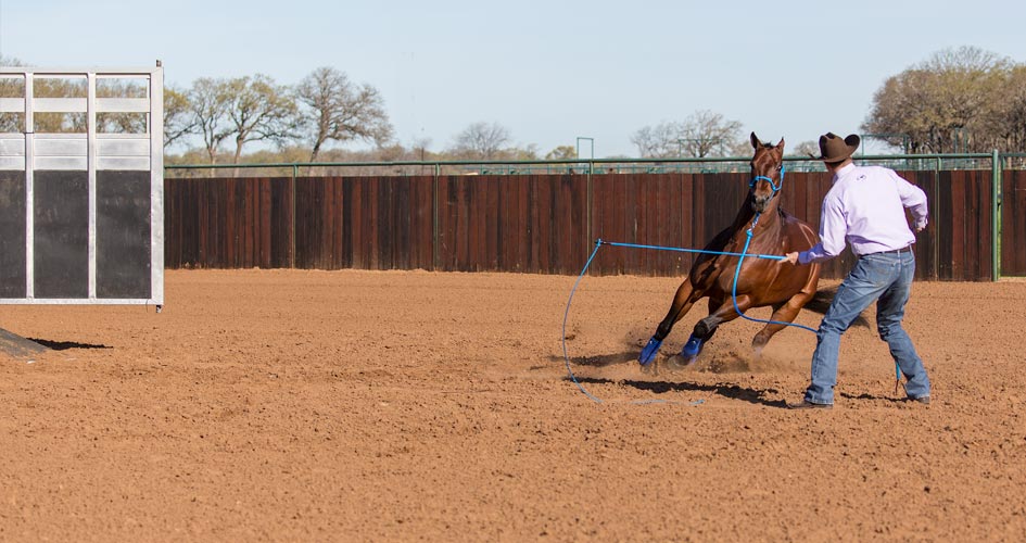 Get horse to crave trailer.