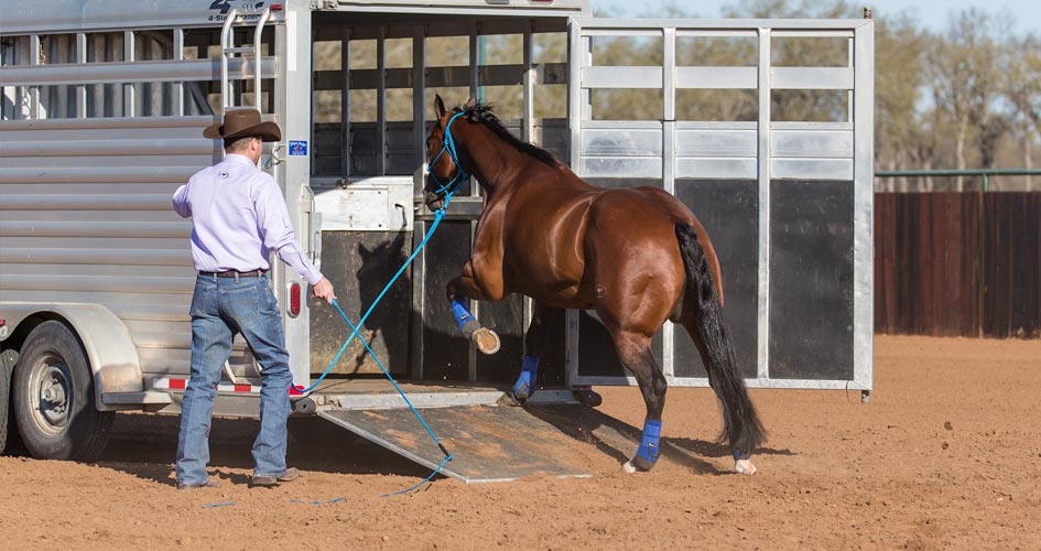 Let horse rest in trailer