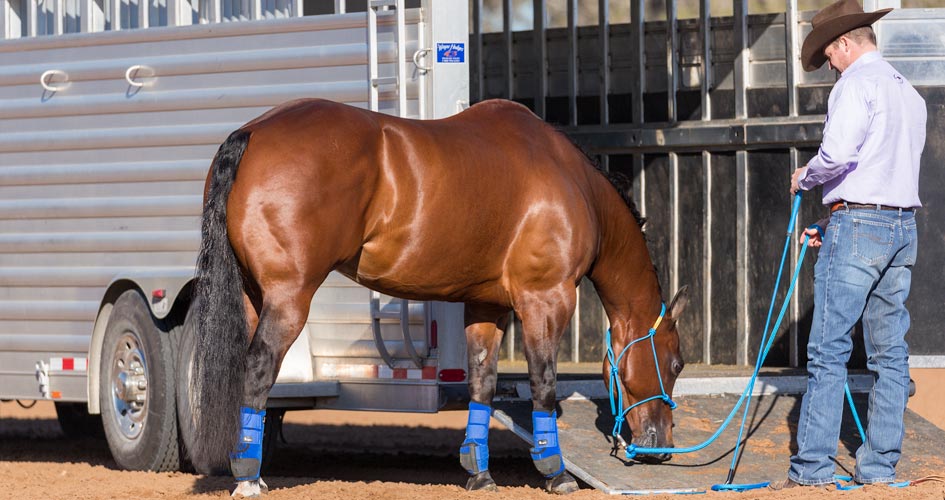 Let Horse Sniff Trailer Ramp
