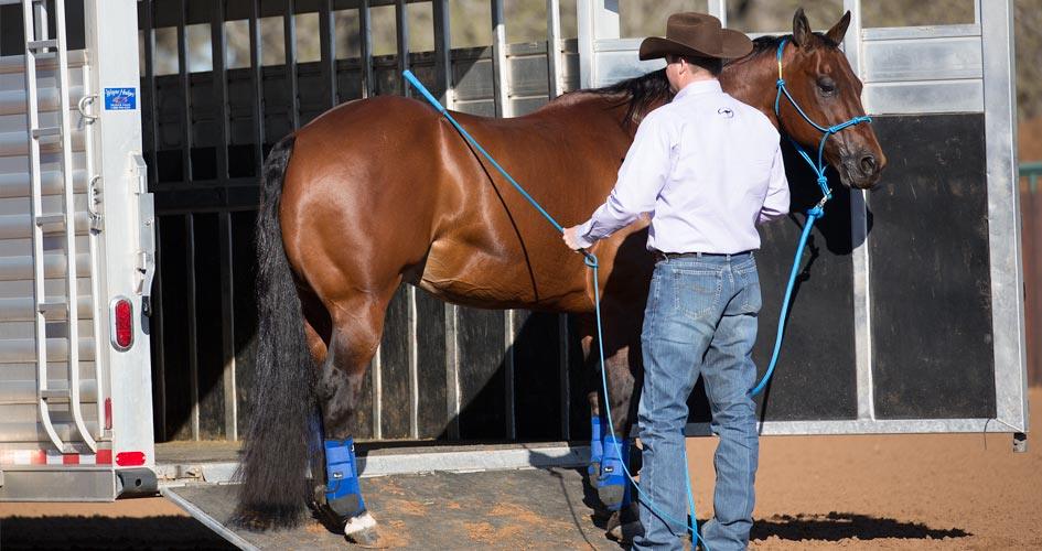 Rub Horse with Clinton Anderson Handy Stick
